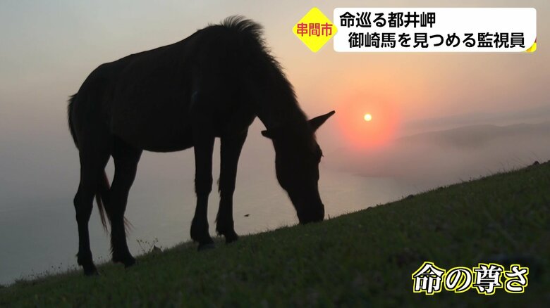 渡邉さんは御崎馬を見守る中で「命の尊さ」に気づいたという