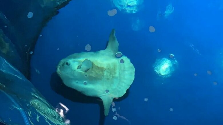 スタッフを確認したのか、水槽端からスーッと移動して…（提供：サンシャイン水族館）