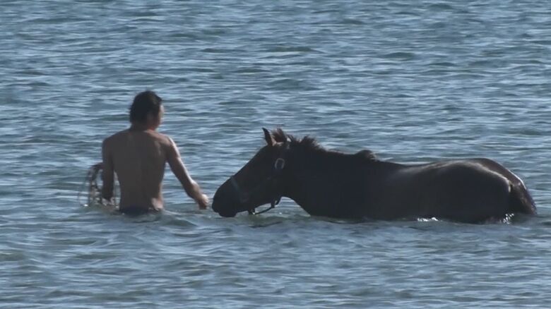 海で水浴びをするウマ