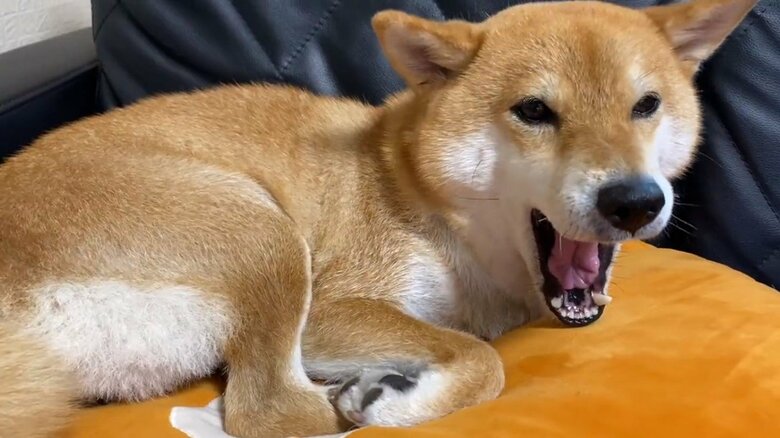 犬用クッションの上でくつろぐゆきちゃん