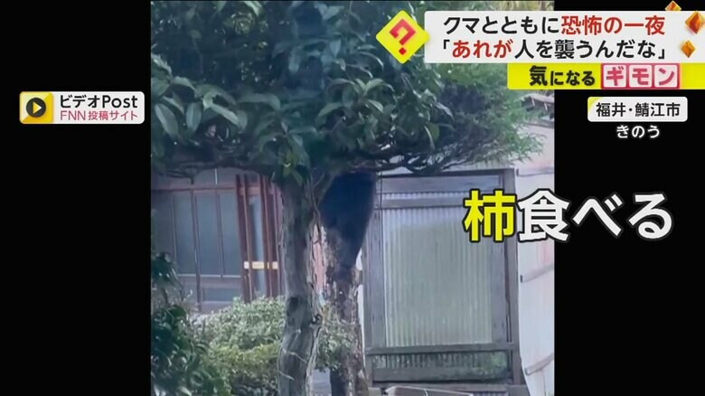 庭の柿の木に登っているクマ。足が見えている