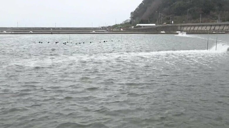 大量の淡水が流れ込んだ唐津湾沿岸にクルマエビの「養殖池」がある
