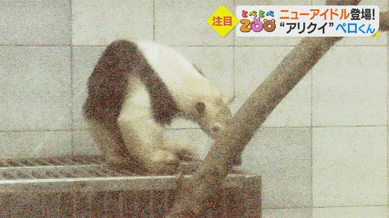 白黒模様が特徴的