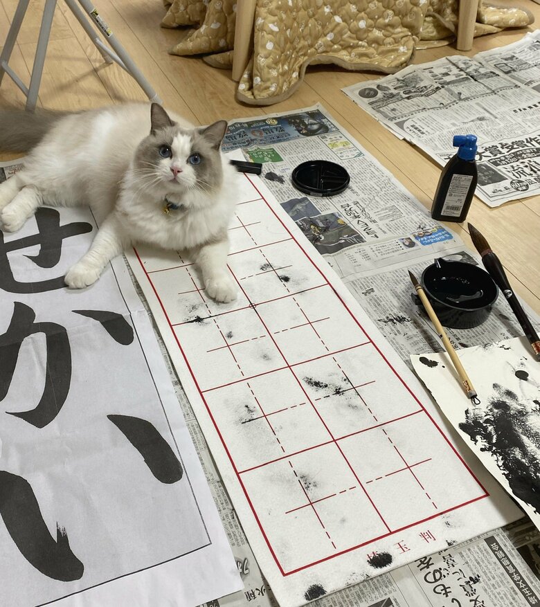 半紙の上でくつろぐルカくん