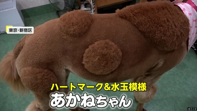 アグレッシブでふれあい上手な「あかねちゃん」（アルパカふれあいランド）