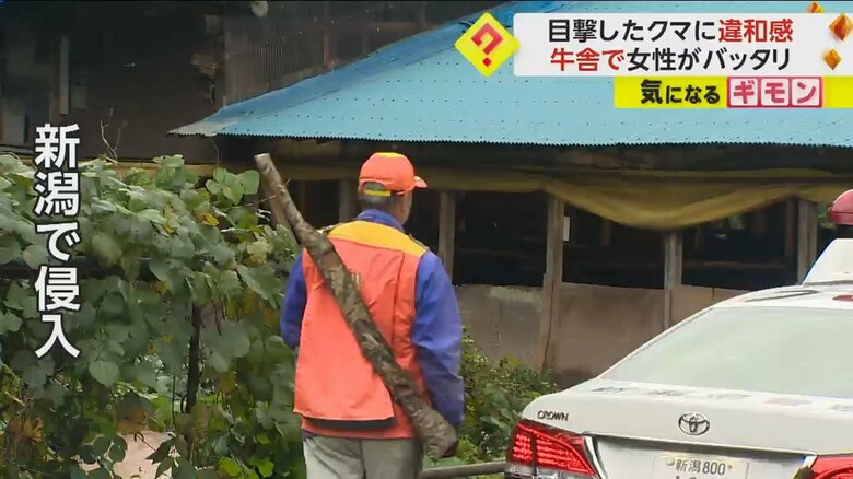 クマが侵入した牛舎を歩く猟師