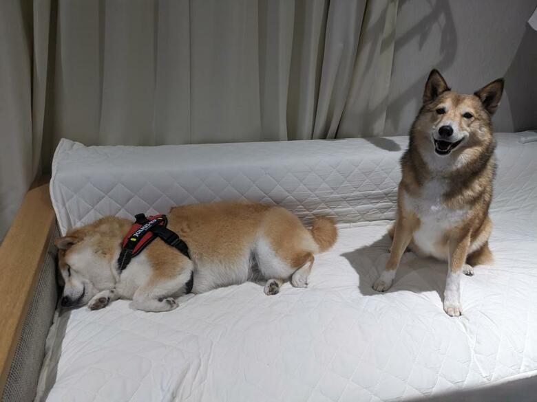 いつも実家のわんこと一緒に寝ている（提供：natsumi.nnnさん）