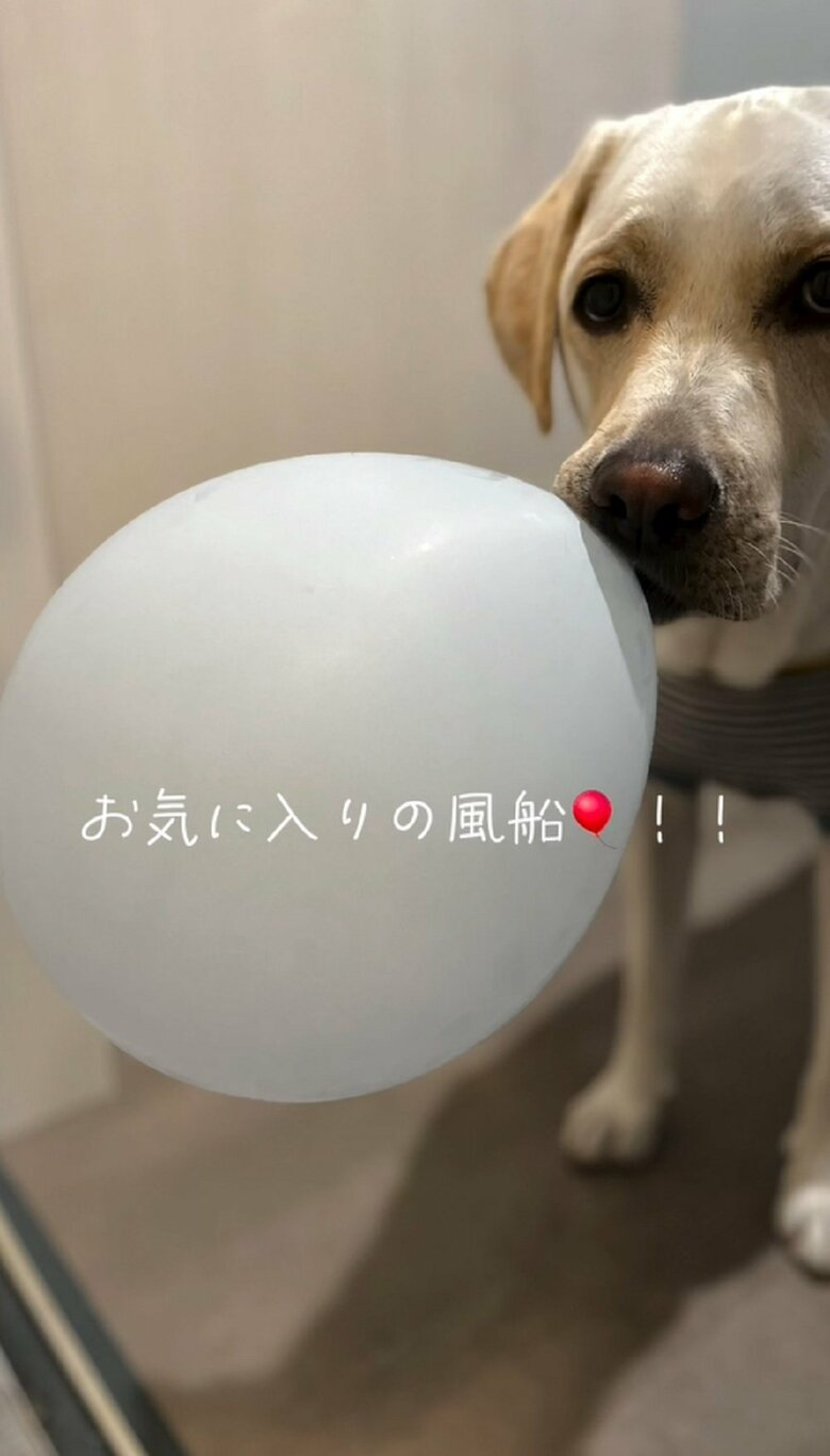 お気に入りの風船をくわえたぽのくん