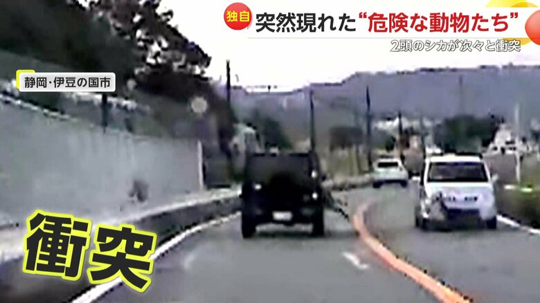 シカ2頭が次々と車にぶつかる瞬間（10日、静岡・伊豆の国市）⑤