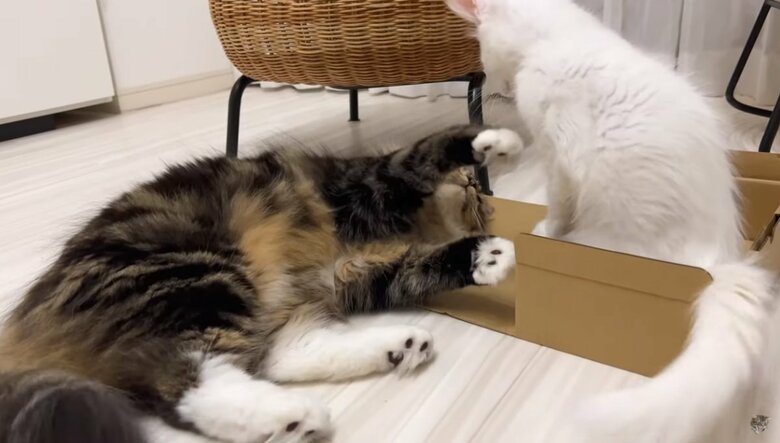 公式YouTubeチャンネル「めるにゃんちゅーぶ《mel nyan tube》」より