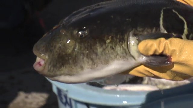 35センチ以上のトラフグは「福とら」