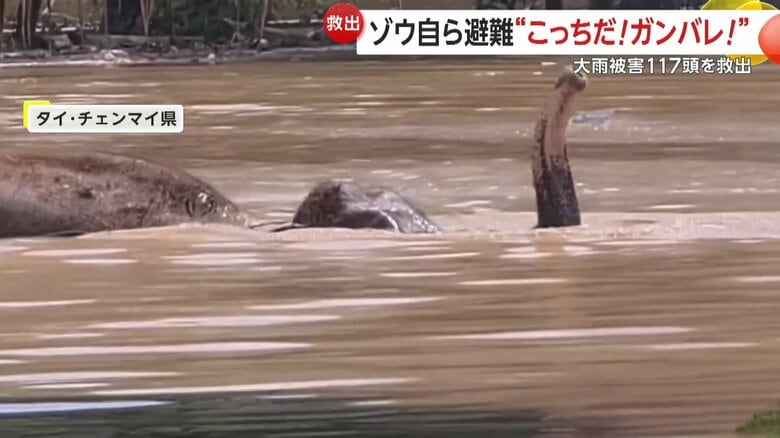 泥水から鼻を出して必死に逃げるゾウ