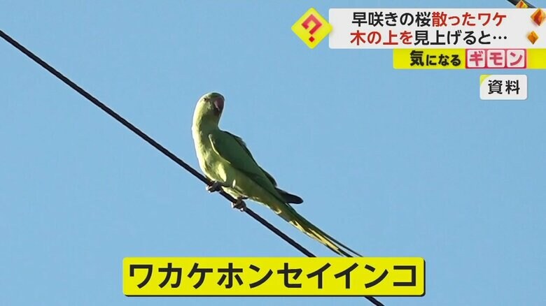 目撃された「ワカケホンセイインコ」という外来種のインコ