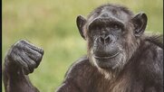 【クセ強すぎ】ダイソー動物カレンダーが話題!どや顔・ガッツポーズも…その道の“プロ”も大絶賛「なかなか見られない瞬間」