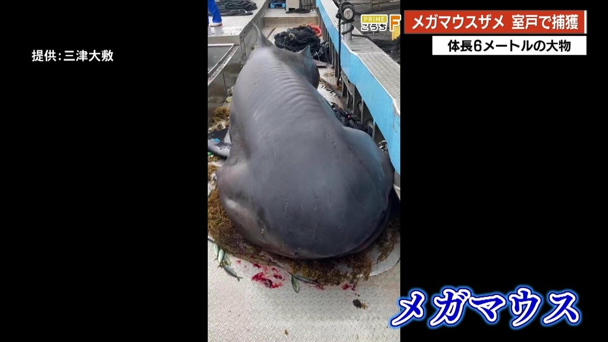 室戸岬で“巨大サメ”を捕獲！体長6メートルの「メガマウス」が網に