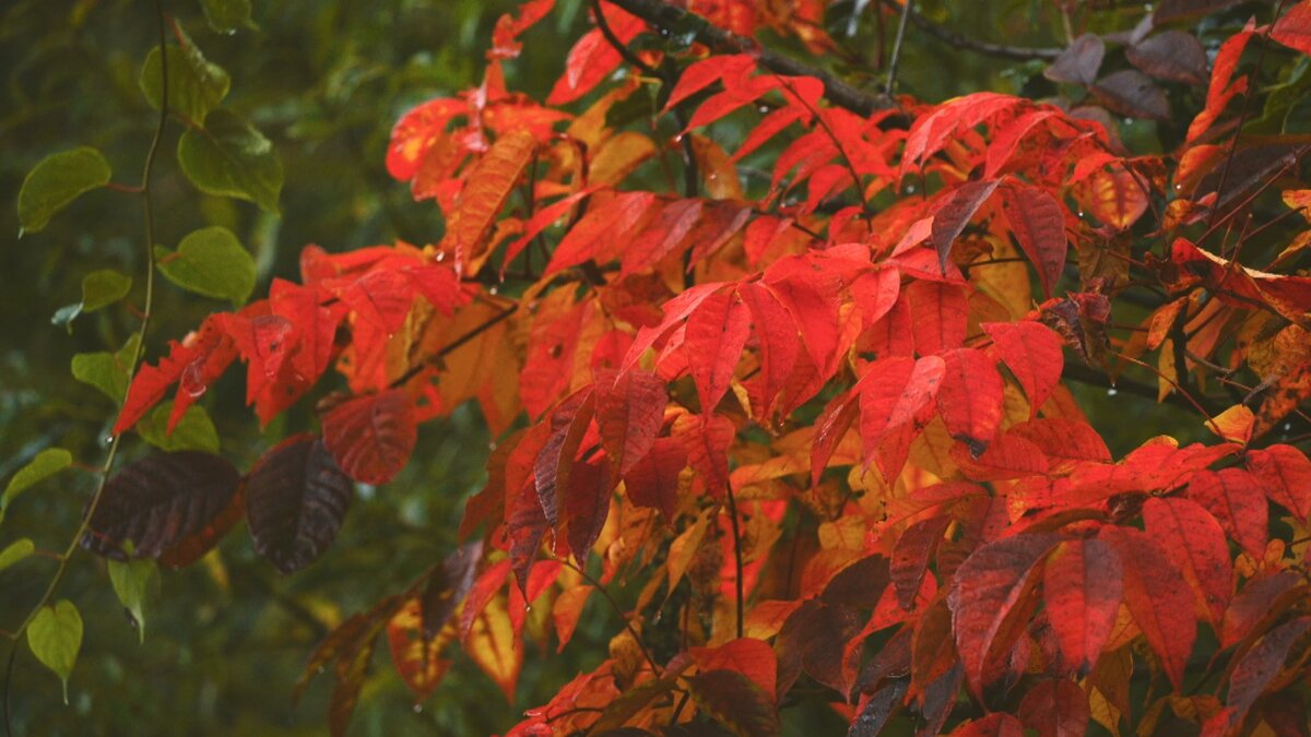 10年に一度の当たり年」富山市有峰の紅葉が見頃、山肌に散りばめられた