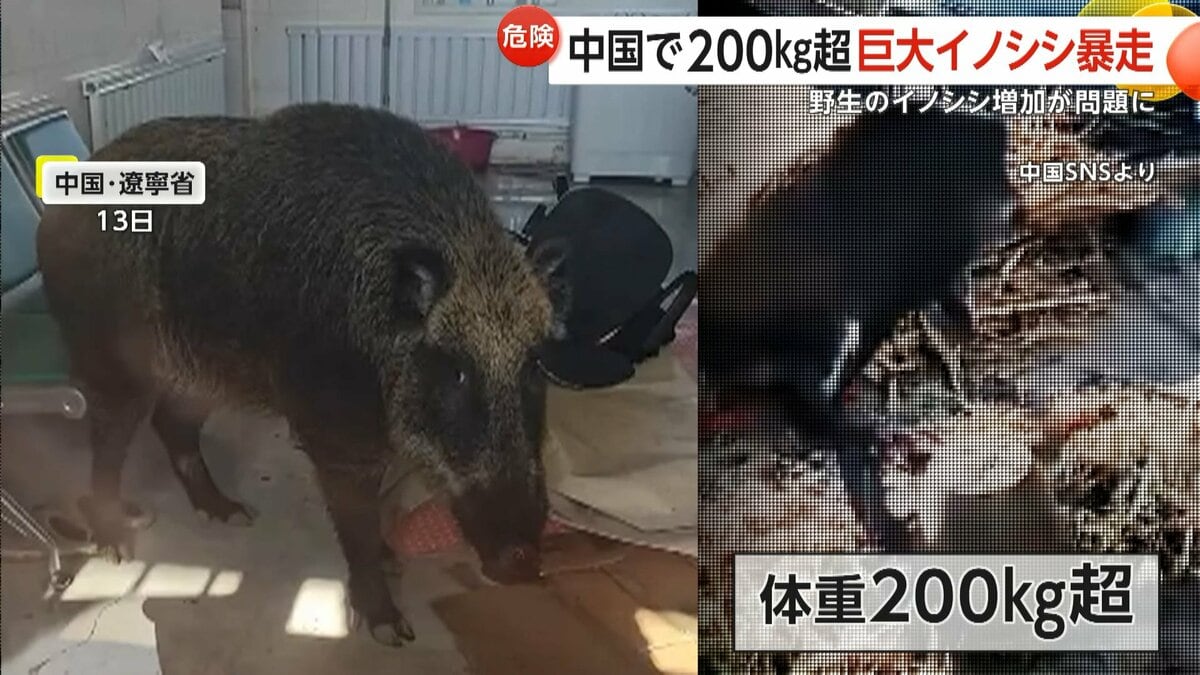 体重200kg超”巨大イノシシが自転車なぎ倒し大暴れ 市街地では10頭以上