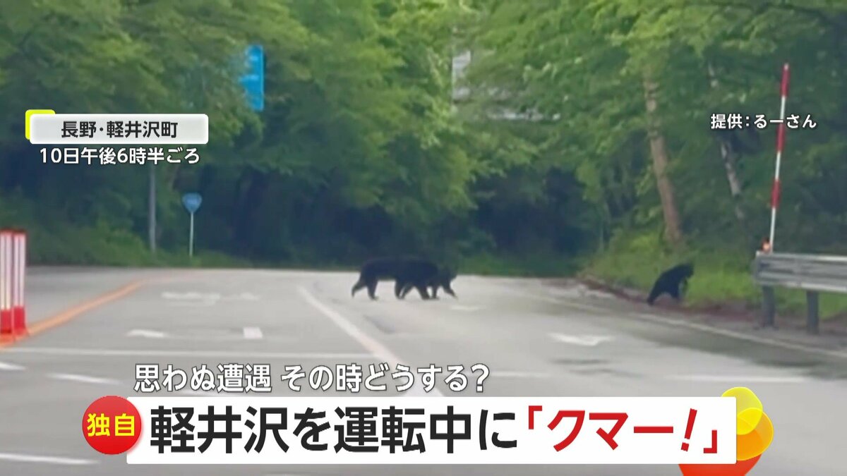 独自】「クマー！」軽井沢を運転中に“ツキノワグマの親子3頭” 専門家
