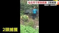 クマ「間近で見たからびっくりした」 秋田・仙北市で県内2例目の“緊急銃猟”実施 2頭を駆除 近隣住民が一部始終を目撃