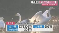 宮城で今シーズン初の渡り鳥生息調査　伊豆沼でマガンなど９万羽超を確認　来年１月に飛来ピークへ