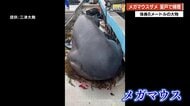 室戸岬で“巨大サメ”を捕獲！体長6メートルの「メガマウス」が網に掛かるも約2時間後に死ぬ…海遊館で調査へ