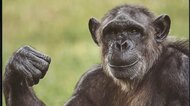 【クセ強すぎ】ダイソー動物カレンダーが話題!どや顔・ガッツポーズも…その道の“プロ”も大絶賛「なかなか見られない瞬間」