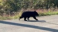 秋田のクマ出没はなぜ減った？　ブナの実「並作」でも人身被害が発生　専門家が警鐘を鳴らす“油断できない秋”　過疎化・高齢化で変わる人とツキノワグマの境界線
