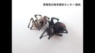 特定外来生物「セアカゴケグモ」今治の公園でメス７匹と卵のう発見し駆除　愛媛で今年９事例目【愛媛】