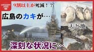 【真相】「切羽詰まっている」広島が生産量日本一を誇る「カキ」が”深刻な状況”に なぜこうなった？