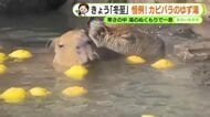 22日は「冬至」カピバラも恒例のゆず湯でほっこり クリスマスイブは４年ぶりの雨に【静岡・ただいま天気 12/22】