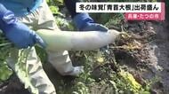 冬の味覚「青首大根」出荷盛ん　おでん・鍋によし、おろしにしてもよし　ミネラル豊富で甘み　兵庫・たつの市