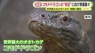 世界最大のオオトカゲ・コモドドラゴンの“来日”に向け準備着々　視察に調印　インドネシアの国獣が静岡へ