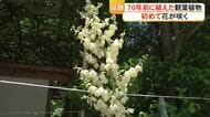 ７０年前に植えた観葉植物『アツバキミガヨラン』が初めて咲く　熊本市中央区の手取天満宮