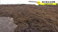 与那原町でひじきの収穫はじまる