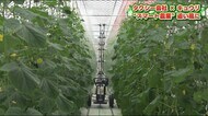 苦境のタクシー会社…地元の名産「キュウリ」栽培へ【福島発】