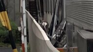 市街地にシカ...一時騒然 猟友会などが追い込み 長野・松本市