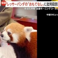 「なんて無茶な！」絶滅危惧種レッサーパンダの出張「モーニングコール」が物議…ライオンと触れ合えるアフタヌーンティーにも批判　中国