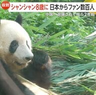 【殺到】中国返還から2年…パンダ「シャンシャン」8歳の誕生日に日本からファン数百人　2026年の返還期限、日本パンダ「ゼロ」の可能性は？