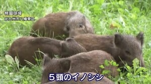 北九州市 住宅街近くにイノシシ5頭 「近づかないで」