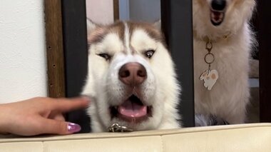 顔の大きさを分かっていない？ギュムッと挟まるハスキーの顔が面白くて愛くるしい…どうしてこうなったのか状況を聞いた