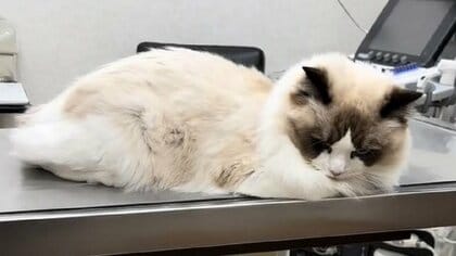 猫被りってこのこと？診察台の上で飼い主を鋭くにらむ愛猫が先生登場で一変…“別猫”になったその後を聞いた