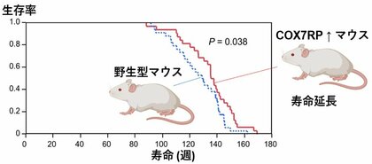 ミトコンドリアの働きを高めるタンパク質が、マウスの寿命を延ばす!？～脂肪組織の老化シグナルを抑制し、エネルギー産生と代謝を改善～