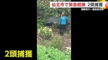 クマ「間近で見たからびっくりした」　秋田・仙北市で県内2例目の“緊急銃猟”実施　2頭を駆除　近隣住民が一部始終を目撃
