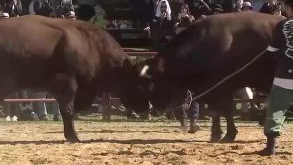 平庭闘牛大会もみじ場所　岩手めんこいテレビ杯　迫力満点の取り組み　岩手県久慈市