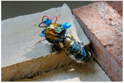 人命探索に“サイボーグ昆虫”開発!? 電子機器をつけ遠隔操作…研究者「昆虫の動きを損なわない点が画期的」