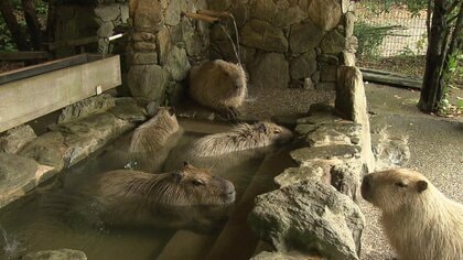「いい湯だな～」カピバラの露天風呂「いい風呂の日」動物がお風呂を楽しむ癒しのひと時　長崎バイオパーク