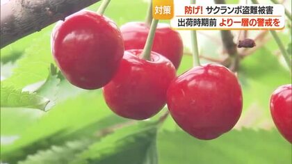 2025年サクランボ盗難被害375キロ・185万5000円相当…過去10年間で最大・未然防止を　山形