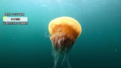 【異変？】エチゼンクラゲが15年ぶりに大量発生　「1円にもならない…」休漁して駆除作業　ズワイガニ漁にも影響か