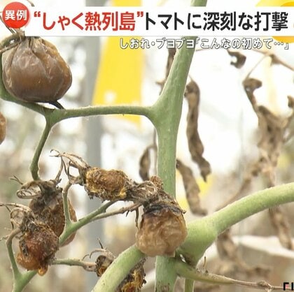 「24年間で初めて」トマトに深刻な打撃　“しゃく熱列島”でしおれてブヨブヨに…各地で降水量にも不安