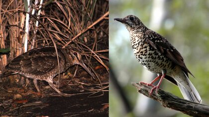 「生息状況が改善」鹿児島・奄美大島で絶滅の恐れがある野鳥の保護事業が完了